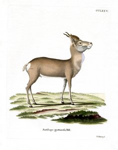 Gazelle de Mongolie