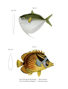 Poisson-lune