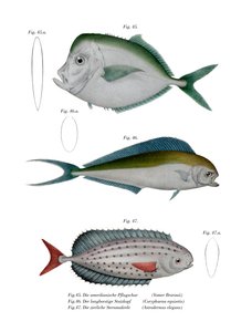 Poisson-lune