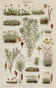Mousses (lithographie en couleur) - German School