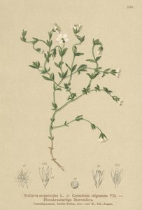 Stellaire des montagnes (Stellaria cerastioides)