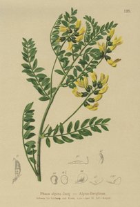 Lentille des montagnes (Phaca alpina) - German School