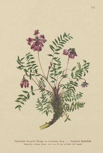 Astragale des montagnes (Oxytropis Jacquini)