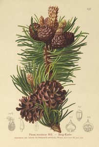 Pin des montagnes (Pinus montana, Pinus mugo)