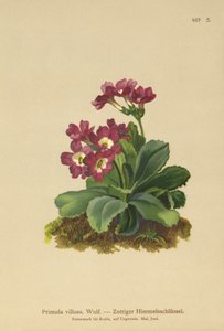 Primevère des montagnes (Primula villosa)
