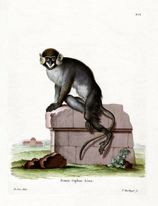 Guenon à moustaches - German School