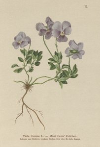 Pensée du Mont Cenis (Viola Cenisia)