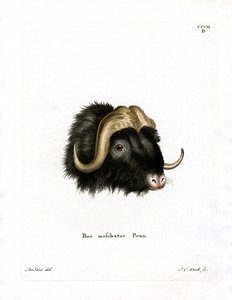 Tête de bœuf musqué