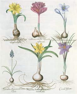 Narcisses, crocus et jacinthe, du Hortus Eystettensis par Basil Besler