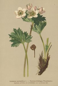 Anémone narcisse