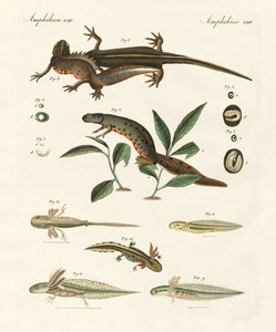 Histoire naturelle de la salamandre de mer - German School