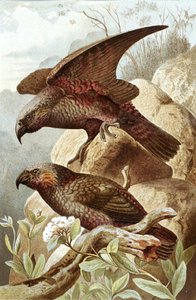 Perroquet Nestor, planche de "Brehms Tierleben: Allgemeine Kunde des Tierreichs", vol.5, p.382, publié par Bibliographisches Institut