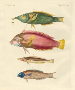 Poissons nouvellement découverts