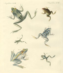 Grenouilles et crapauds nouvellement découverts - German School