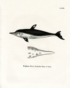 Dauphin de Nouvelle-Zélande