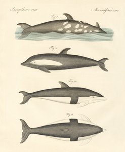 Nouveaux dauphins