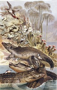 Crocodile du Nil, planche de "Brehms Tierleben: Allgemeine Kunde des Tierreichs", vol.7, p.504, publié par Bibliographisches Institut