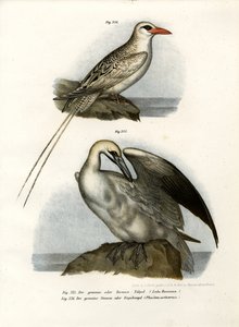 Fou de Bassan, 1864