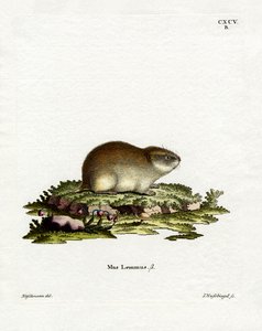 Lemming de Norvège