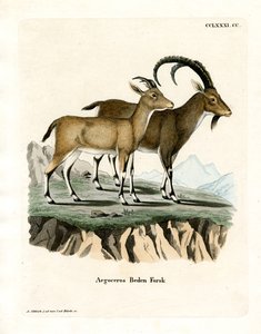 Ibex nubien