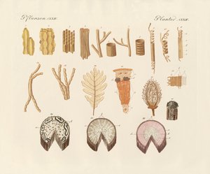 Sur la structure interne des plantes