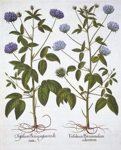One-Flowered Clovers, de Hortus Eystettensis, par Basil Besler, pub. 1613 - German School