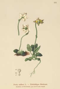 Pyrole uniflore (Pirola uniflora, Pyrola uniflora, Moneses uniflora, Monesis uniflora) - German School