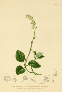 Pyrole à une face (Pirola secunda, Pyrola secunda, Orthilia secunda, Ramischia elatior, Ramischia secunda)