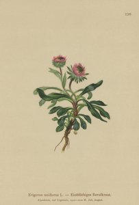 Vergerette à une fleur (Erigeron uniflorus) - German School