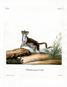 Souris opossum - German School
