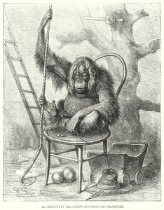Orang-outan au zoo de Francfort, Allemagne - German School