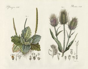 Plantes remarquables