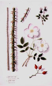Rose des champs blanche (Rosa silvestris alba) et églantier (Rosa canina) vers 1820