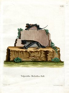 Chauve-souris mastiff de Pallas - German School