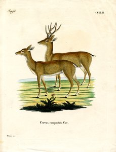 Cerf des pampas - German School