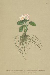 Renoncule à feuilles de parnassie - German School