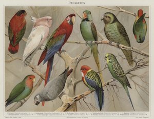 Perroquets
