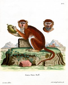 Singe patas - German School