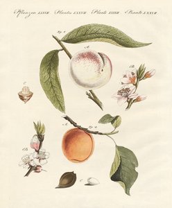 Pêches et abricots