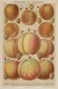 Pêches et abricots - German School