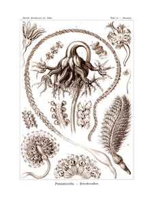 Pennatulida, 1899-1904 - German School