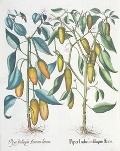 Poivrons, du Hortus Eystettensis par Basil Besler