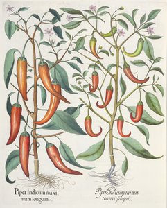 Poivrons, du Hortus Eystettensis par Basil Besler - German School