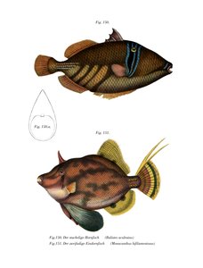 Poisson Picasso