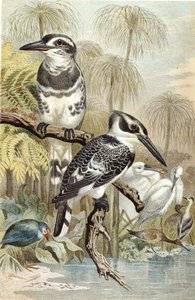 Martin-pêcheur pie, planche de "Brehms Tierleben : Connaissance générale du règne animal", vol.5, p.60, publié par Bibliographisches Institut