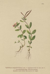 Épilobe à feuilles de mouron (Epilobium anagallidifolium, Epilobium alpinum) - German School