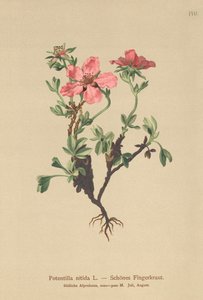 Potentille rose (Potentilla nitida)