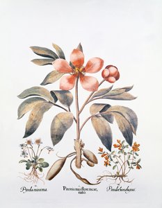 Pivoine rose