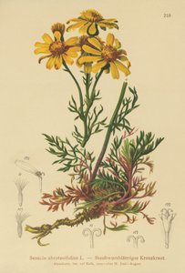 Séneçon à feuilles pennées - German School