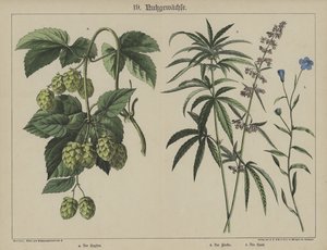 Plantes - German School